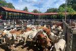 Feria ganadera en el Guamo Tolima