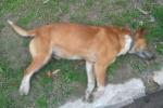 Perro maltratado