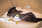 Aguila