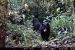 A través de cámaras trampa se ha registrado el mamífero en varios puntos ecológicos importantes del departamento.