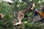 Tala de árboles en Ibagué