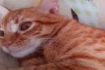 Habló madre del joven que asesinó a un gato en Ibagué