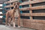 Perro Pitbull podría ser sacrificado 