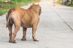 Imagen de perro Pitbull