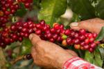 Café de Colombia - 2024