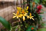 Epidendrum ibaguense