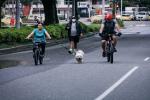 Día sin carro y sin moto en Ibagué