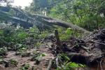 Cultivos afectados por lluvias 1 Cultivos perdidos 1 Lluvias Ibagué 1 Abril 2025