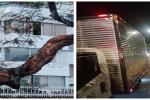 Árbol cayó sobre un camión Ibagué