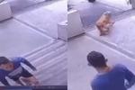 Caso maltrato animal Ibagué 