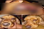 Denuncia maltrato animal Ibagué
