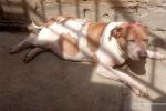 Perrita llamada "amiga"