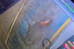 Perrito Neiva