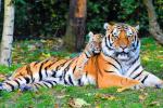Tigres