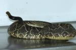 Serpiente Cascabel