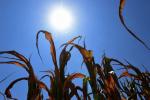 Tolima en alerta: altas temperaturas comienzan a afectar el agro