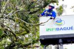 Corte árboles Infibagué