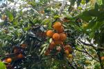 Naranja Tolima | Naranjatón | Tolima | Agosto 2025