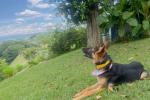 Perrita Pastor Alemán 