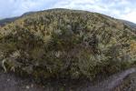 Frailejones Sumapaz