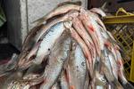 Pescado en Ibagué
