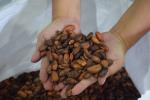Cacao del Huila